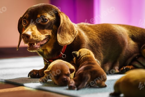 Preview: Close Up Of Cute, Adorable Little Dachshund Puppies Dogs Newborns Lying Next To Mother Feeding Them.