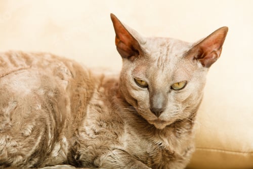 Preview: Animals At Home. Egyptian Mau Cat Relaxing On A Couch