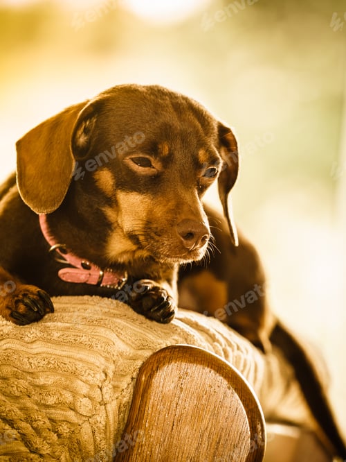Preview: Little Dachshund Purebreed Long Bodied Short Legged Small Dog Sitting Relaxing And Chilling On Sofa