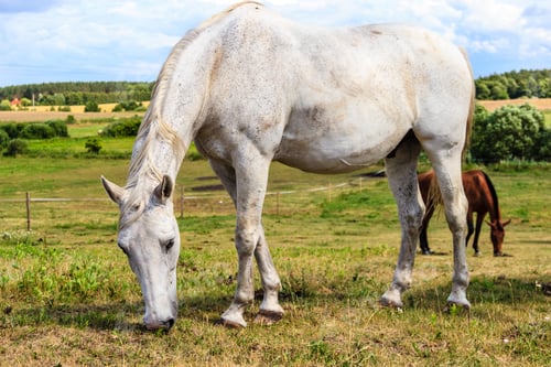 Preview: White Wild Horse On Meadow Idyllic Field. Agricultural Mammals Animals In Natural Environment.
