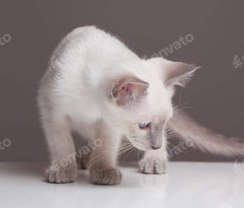 Preview: Gorgeous Playful Siamese Kitten.