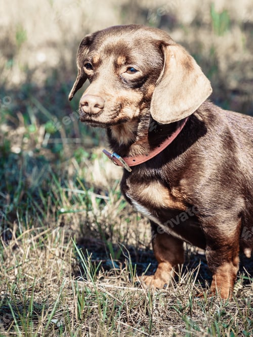 Preview: Little Dachshund Purebreed Long Bodied Short Legged Small Dog Playing Outside On Grass During