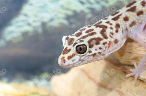Preview: Leopard Gecko, Eublepharis Macularius. Tropical Lizard