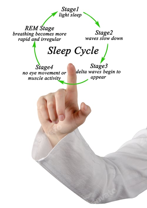 Preview: Stages Of Sleep Cycle