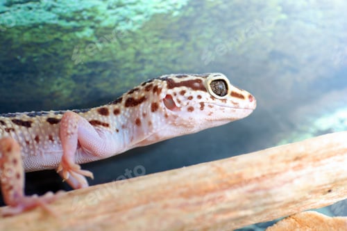 Preview: Leopard Gecko, Eublepharis Macularius. Tropical Lizard