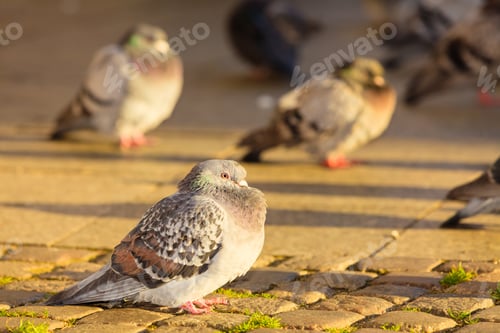 Preview: Flock Of Pigeons In The City Street Public Square
