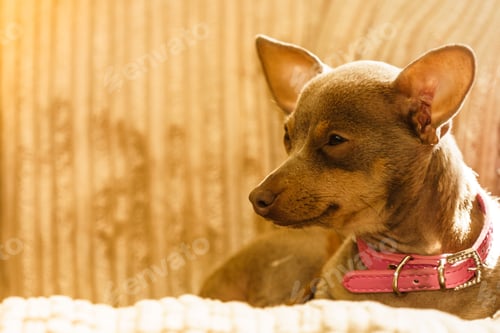 Preview: Little Pinscher Ratter Prazsky Krysarik Purebreed Small Dog Sitting Relaxing And Chilling On Sofa