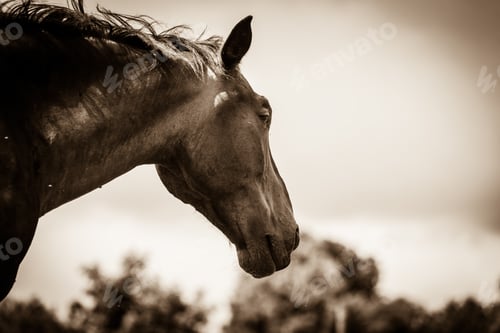 Preview: Brown Wild Horse On Meadow Idyllic Field. Agricultural Mammals Animals In Natural Environment.