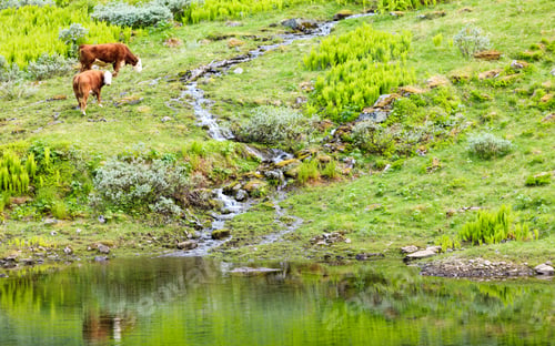 Preview: Herd Of Cows Cattle In Meadow Field. Tranquil Countryside Scene.