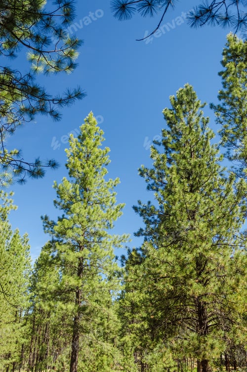 Preview: Pine Trees In The Dry Climate Of Central Oregon