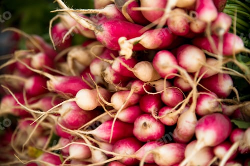 Preview: Crop Of Colorful Organically Grown Radishes At Farmers Market