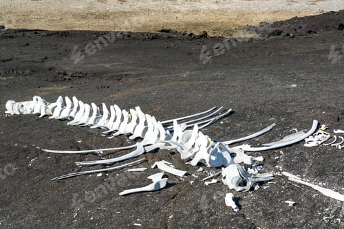 Preview: Whale Bones On Fernandina Island In The Galapagos Islands In Ecuador