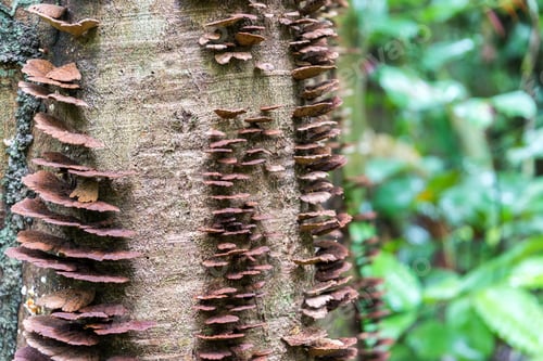 Preview: Brown Mushrooms Growing On The Bark Of A Tree Deep Within The Amazon Rainforest In Brazil