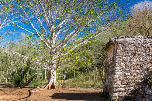 Preview: Tree Covered In Fruit In The Ruins Of Ek Balam, Mexico