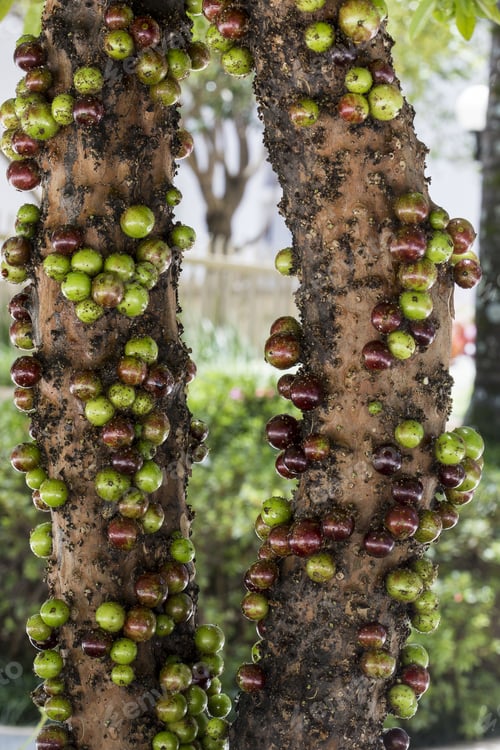 Preview: Ripe And Green Jabuticaba Fruit On Tree