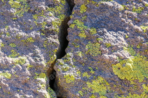 Preview: A Boulder Split In Half And Covered In Greenish Lichen