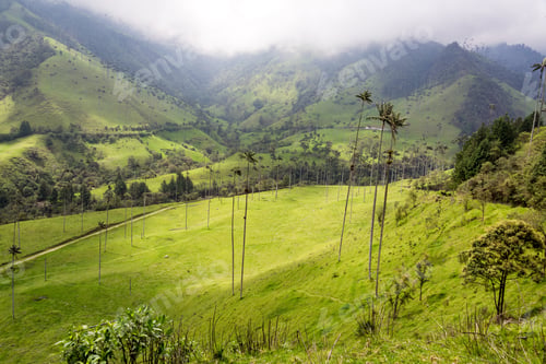Preview: Beautiful Landscape Of The Cocora Valley Near Salento, Colombia