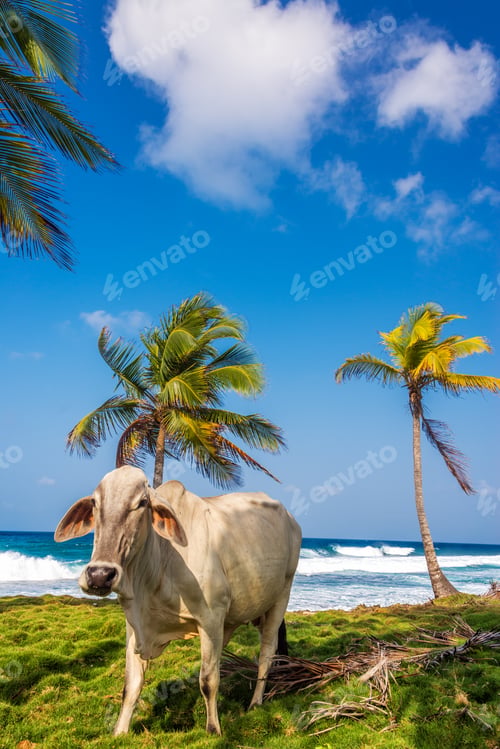 Preview: Cow And Palm Trees On A Tropical Caribbean Beach In Capurgana, Colombia