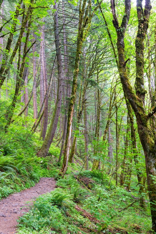 Preview: Hiking Trail Leading Through A Forest In The Columbia River Gorge In Oregon