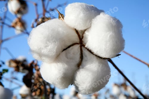 Preview: Cotton Fields Ready To Be Harvested In Contrast To Blue Sky In The State Of Mato Grosso Do Sul