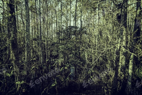 Preview: Tropical Forest Swamp, Florida. Vintage Tone Colors