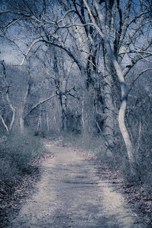 Preview: Toned Image Of Winter Hiking Path Through Woods