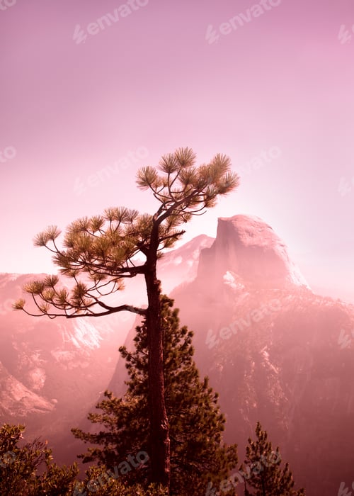 Preview: Yosemite National Park View Of Tree With Half Dome In The Background Seen From Glacier Point