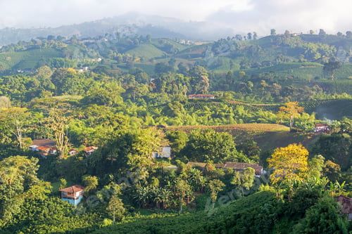 Preview: Rural Landscape View Of Coffee Plantations Near Manizales, Colombia