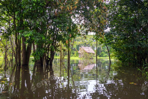 Preview: View Of A Floating Shack In The Amazon As Seen Through A Grove Of Trees Near Iquitos, Peru