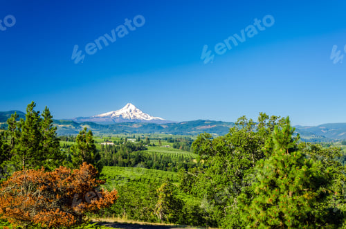 Preview: Snow Capped Mt. Hood Rising Above A Valley In Oregon
