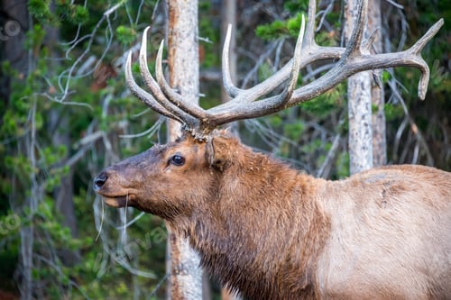 Preview: Closeup Of An Elk In Yellowstone National Park