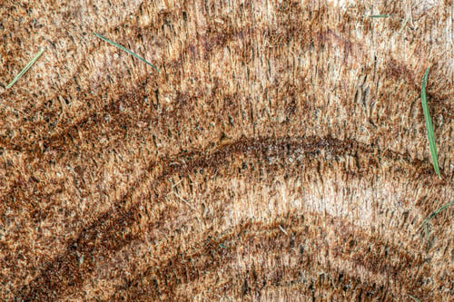 Preview: Extreme Close-Up Showing Detail And Wood Grain On Cross Section Of Tree