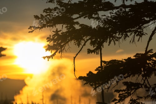 Preview: Silhouette Of A Tree Branch At Sunrise In Yellowstone National Park In Wyoming