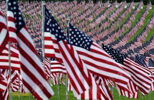 Preview: Field of United States Flags on Green Grass