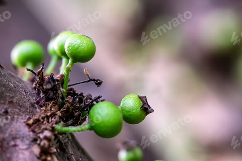 Preview: Macrophotography Of A Jaboticaba Growing On The Tree. Jabuticaba Or Jaboticaba Is The Native