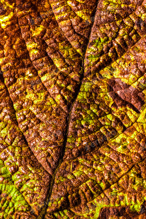 Preview: Close-Up Of Texture On Dry Leaf