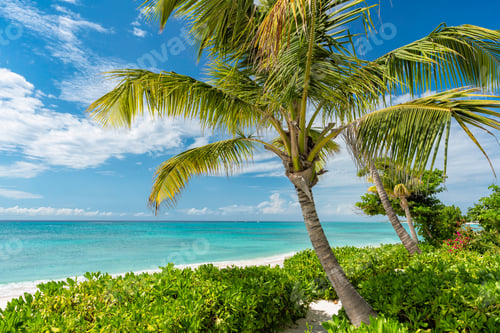 Preview: Tropical White Beach And Coconut Palm Trees. Summer Concept