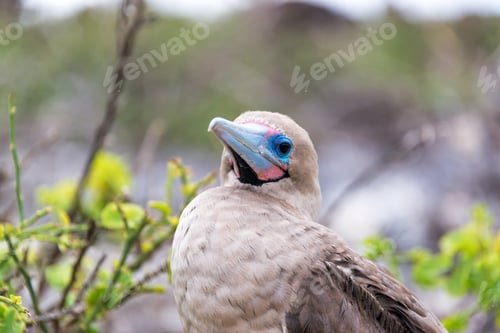 Preview: Closeup Of The Face Of A Red Footed Booby In The Galapagos Islands In Ecuador