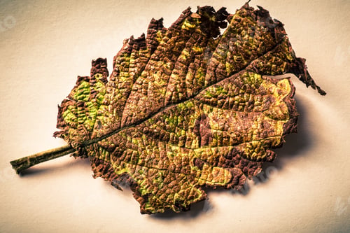 Preview: Dry Leaf With Lots Of Texture