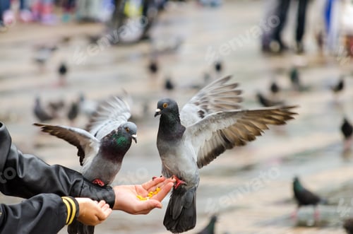 Preview: Pigeons Eating Corn From A Hand In Bogota, Colombia
