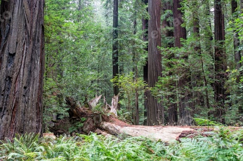 Preview: Beautiful Forest Of Giant Redwood Trees In Humboldt Redwoods State Park In California