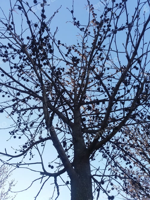 Preview: Brench Of A Tree In Autum From Down