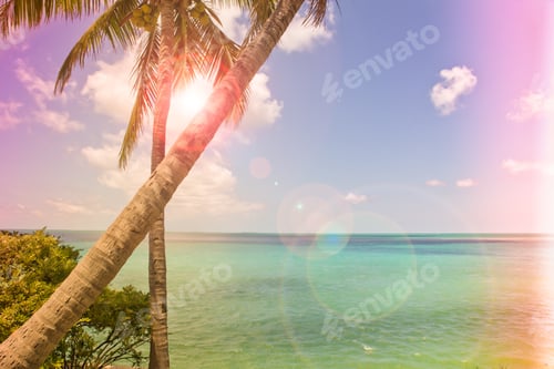 Preview: Vintage Color Photograph Style Of Tropical Palm Trees And Ocean