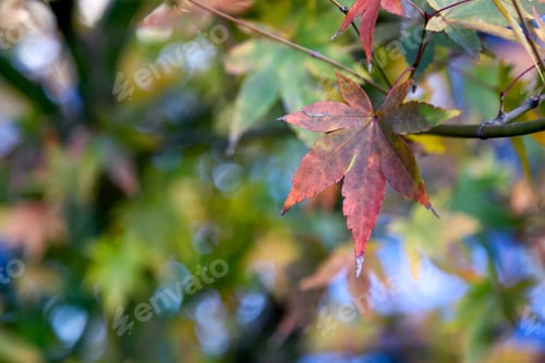 Preview: Maple Leaf In Southern Brazil. A Red Leaf Still In The Maple Tree. Acer.