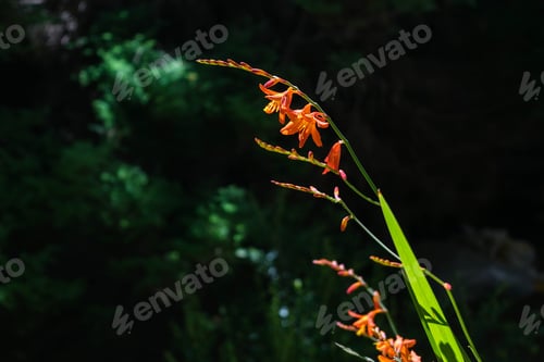 Preview: Orange Lily Flowers