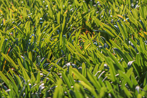 Lawn Care in Baldwin Park