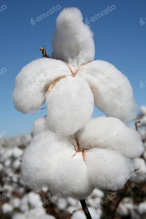 Preview: Detail Of White Cotton Ball In Contrast With Blue Shy