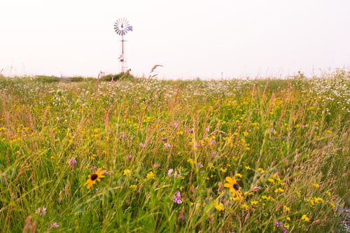 Preview: Environmental Resource Landscape Image With Field Of Wildflowers And Windmill In The Background