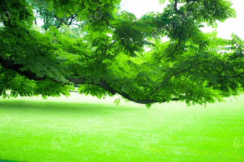 Preview: Beautiful Greenery Of Lush Summer Tree And Green Grass