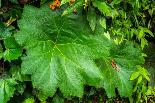 Preview: Beautiful Lush Green Foliage In A Cloud Forest Near Manizales, Colombia